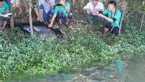 Rafetus release video  (Credit: WCS Viet Nam)