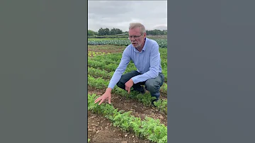 Лучший способ избавиться от морковной и луковой мухи. Что делать, если закудрявилась морковь.