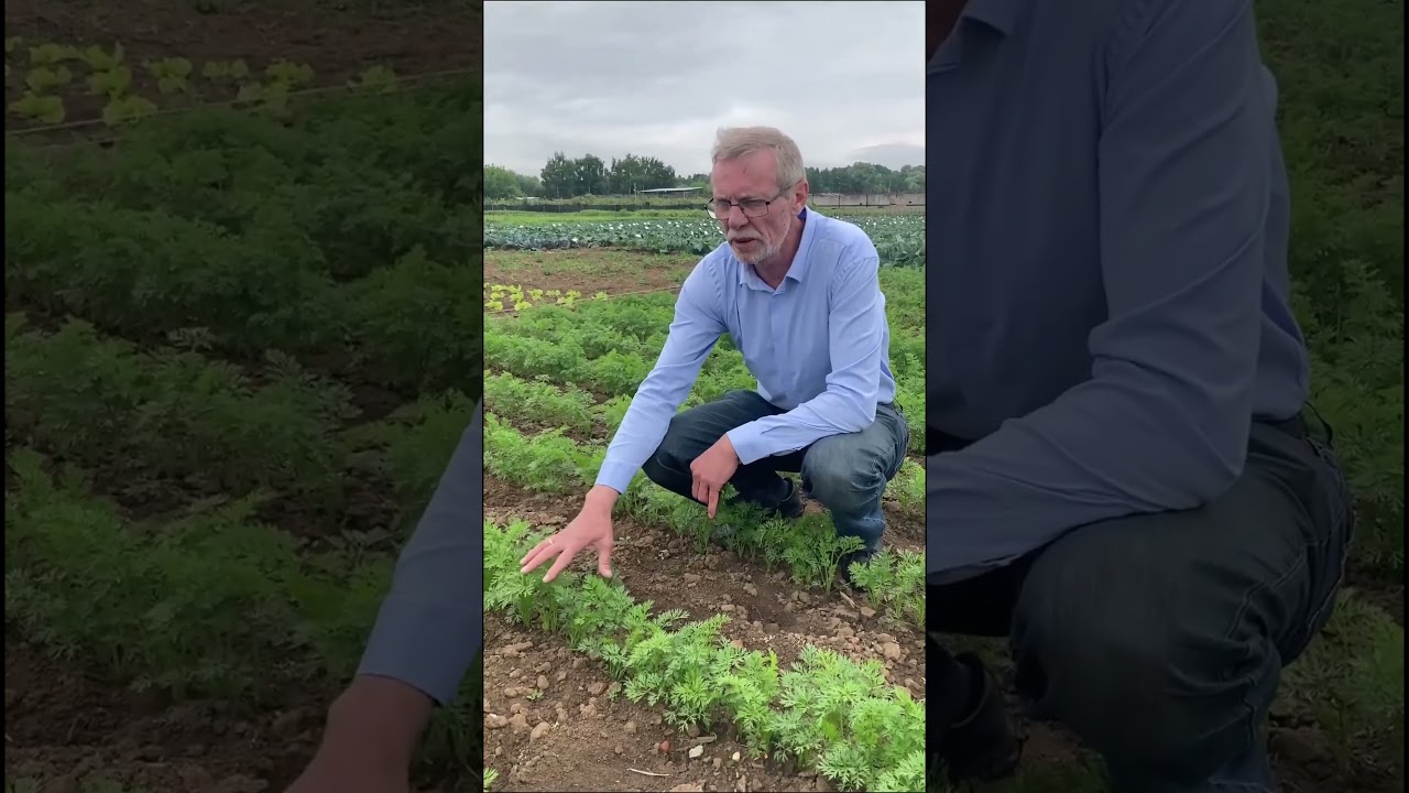 Лучший способ избавиться от морковной и луковой мухи. Что делать, если закудрявилась морковь.