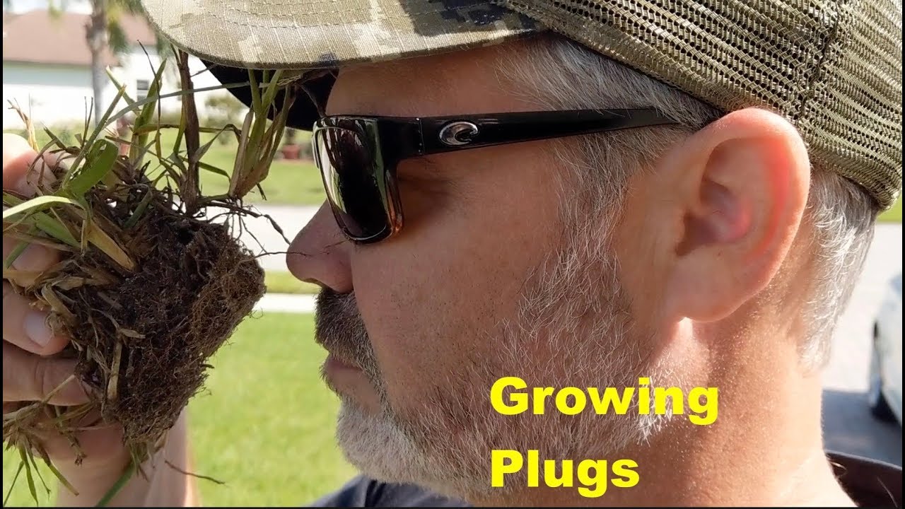 St Augustinegrass Plug Planting Testing Growth Stimulants YouTube