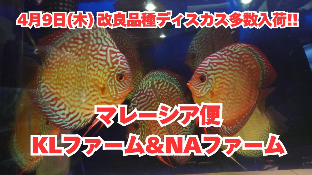 Improved varieties of discus fish have arrived from Malaysia!! We Improved varieties of discus fish have arrived from Malaysia!! We