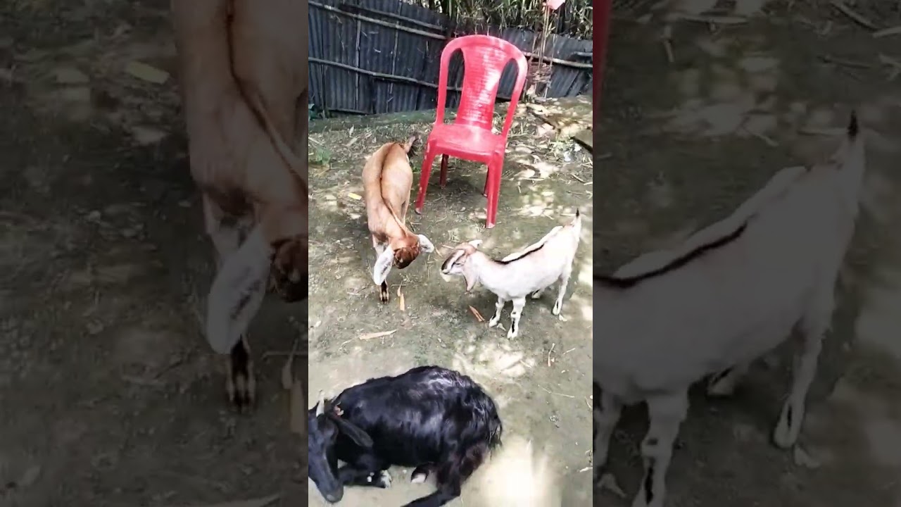 Make Reels On Instagram   ♪ Instagram -      / 1101145914675298  ​► Album :- वाय