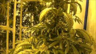 X18 Pure Paki,  ready for harvest at 8 weeks