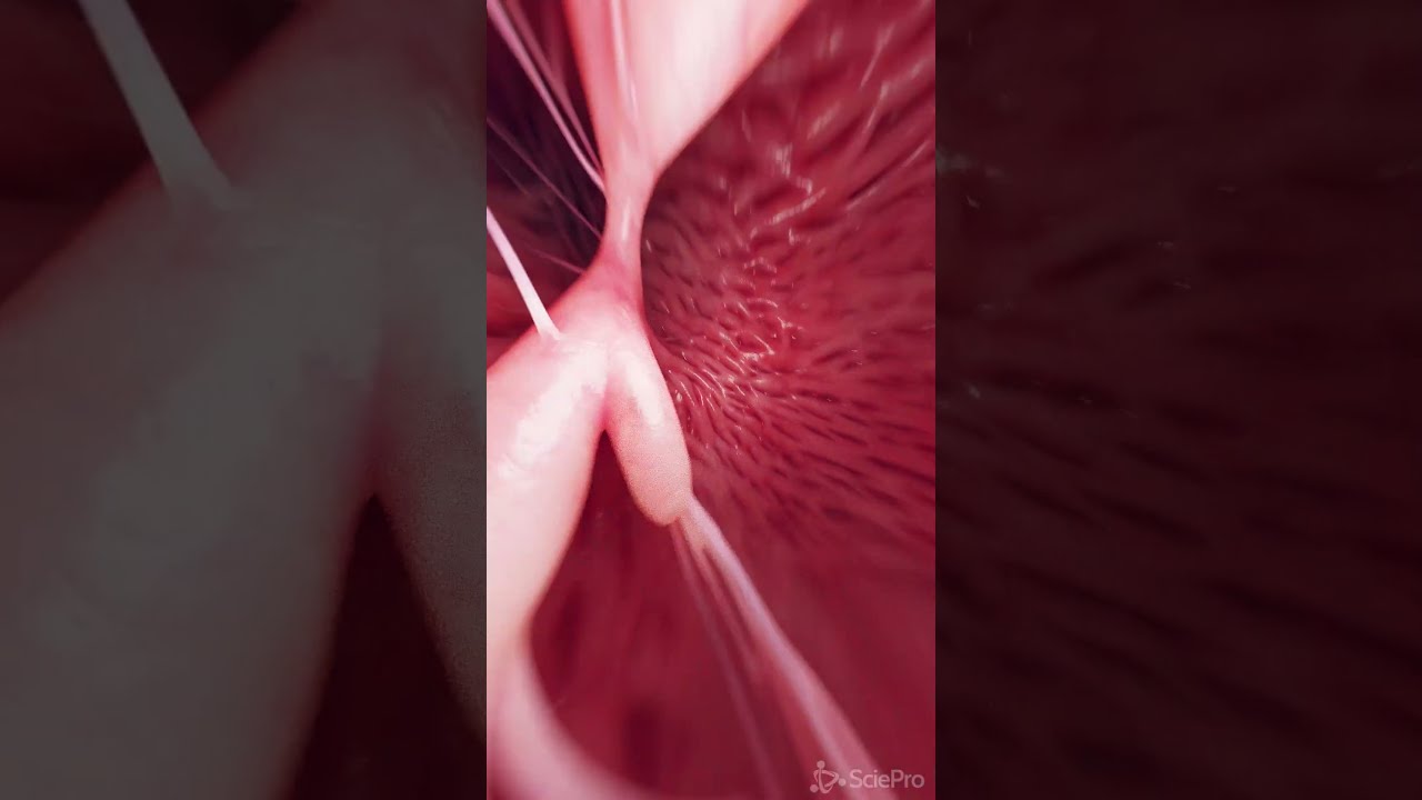 3d Animation Of The Tricuspid Valve Meded Anatomy 3dmodel