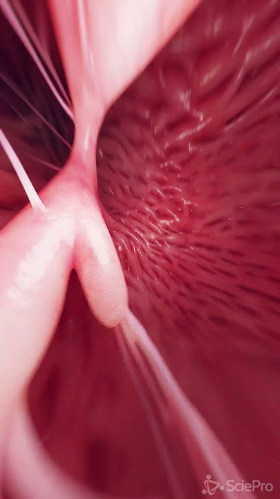 3d animation of the Tricuspid Valve  #meded #anatomy #3dmodel