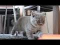 Teddy & Smokey | The British Shorthair Kittens | #3 Exploring the new territory