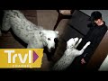 Zak's Dog Gracie Helps on Investigation | Ghost Adventures | Travel Channel image