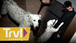 Zak's Dog Gracie Helps on Investigation | Ghost Adventures | Travel Channel image