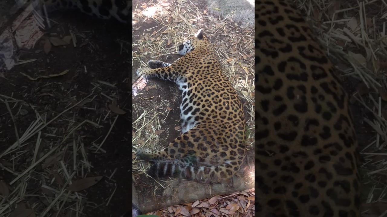 What Does the Jaguar Say? YouTube