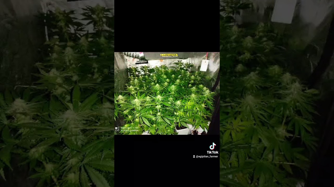 OG KUSH🤯🤯🤯🤯 super sog con apical ⚔️🤘💚🌱