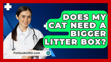 Does My Cat Need A Bigger Litter Box? - PetGuide360.com