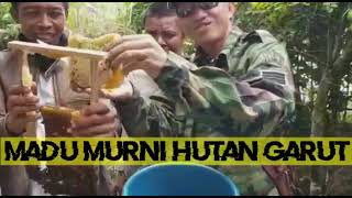 Survay budidaya madu hutan