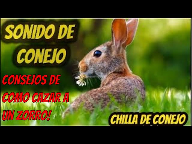 ZORRO- CHILLA CONEJO: 30,00 € - Caza de acuáticas