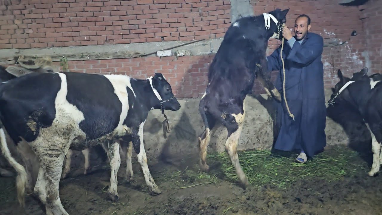 بالعند في التجار المعلم علاء بيقدم ارخص الاسعار في البقر والجاموس الوالد والعجلات البقر الانية