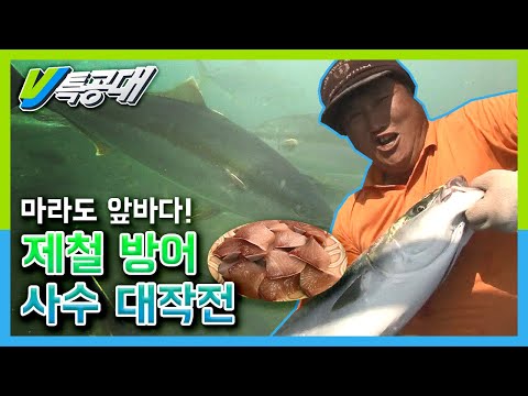 [VJ 특공대] 방어 잡으러 갑시다~ 마라도 앞바다!! 제철 방어 사수 대작전 KBS 151113 방송