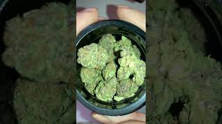 Guru Flower w/ Live cart motor breath Verano Essence product review - Pennsylvania Medical Marijuana