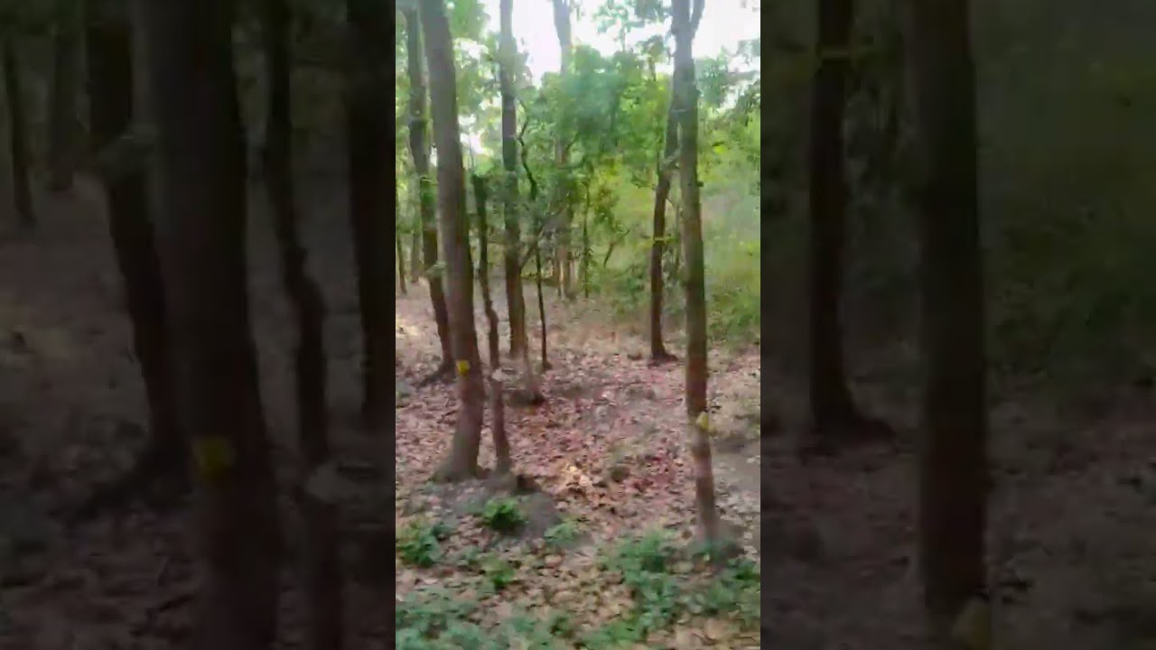 beauty of the earth #shortvideo #shortvideo #beuaty #song #nature #travel #love 🌹