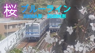 【横浜市営地下鉄】桜と3000A形3261編成と3000N形3331編成(更新車)