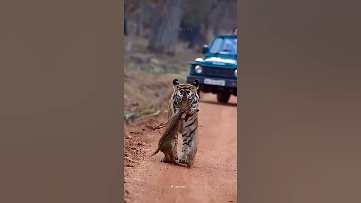 WITNESS Tigress Collerwali's Lightning Fast Deer Hunt in Tadoba! #tigeress #wildlife #wildanimals