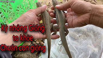 Nhông Cát Giống Siêu Đẹp , Tổng Quan Chuồng Trại Nuôi Dông