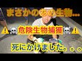 【危険】沖縄のヤバイ生物を捕獲！！
