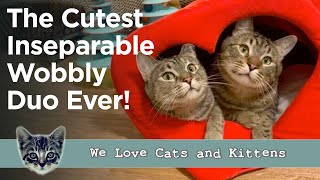 They Struggled To Find A Home, But These Two Wobbly Kitties Never Lost Hope!