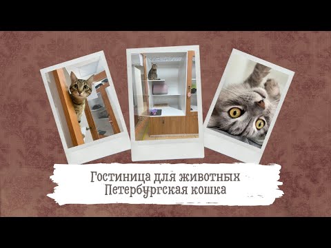 Гостиница для животных «Петербургская кошка»