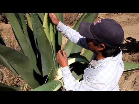 EL AGAVE O MAGUEY | FunnyCat.TV EL AGAVE O MAGUEY | FunnyCat.TV