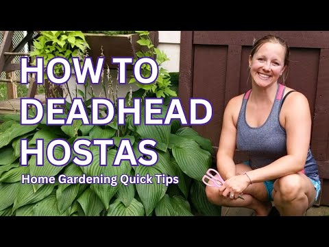 Video: Trebuie să fii deadhead hostas?