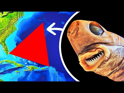 Vídeo: Olas Asesinas, Calamares Gigantes Y Alienígenas: ¿Cuál Es La Clave Del Triángulo De Las Bermudas? Vista Alternativa