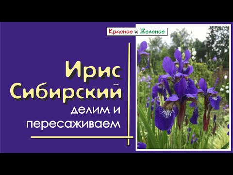 Video: Sibirya Irisi