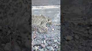 Ghost of the Mountains | Snow Leopard Walk 🐆❄️
