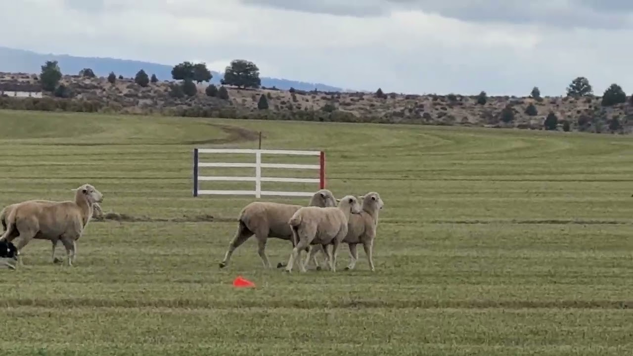 Norman Close  and Jimmy 2025 National Sheep dog Finals  0820