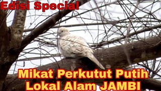 Edisi Specia Mikat Perkutut Putih Lokal Alam Jambi, Bikin Jantung mau Copot@BambangChanneLBCL
