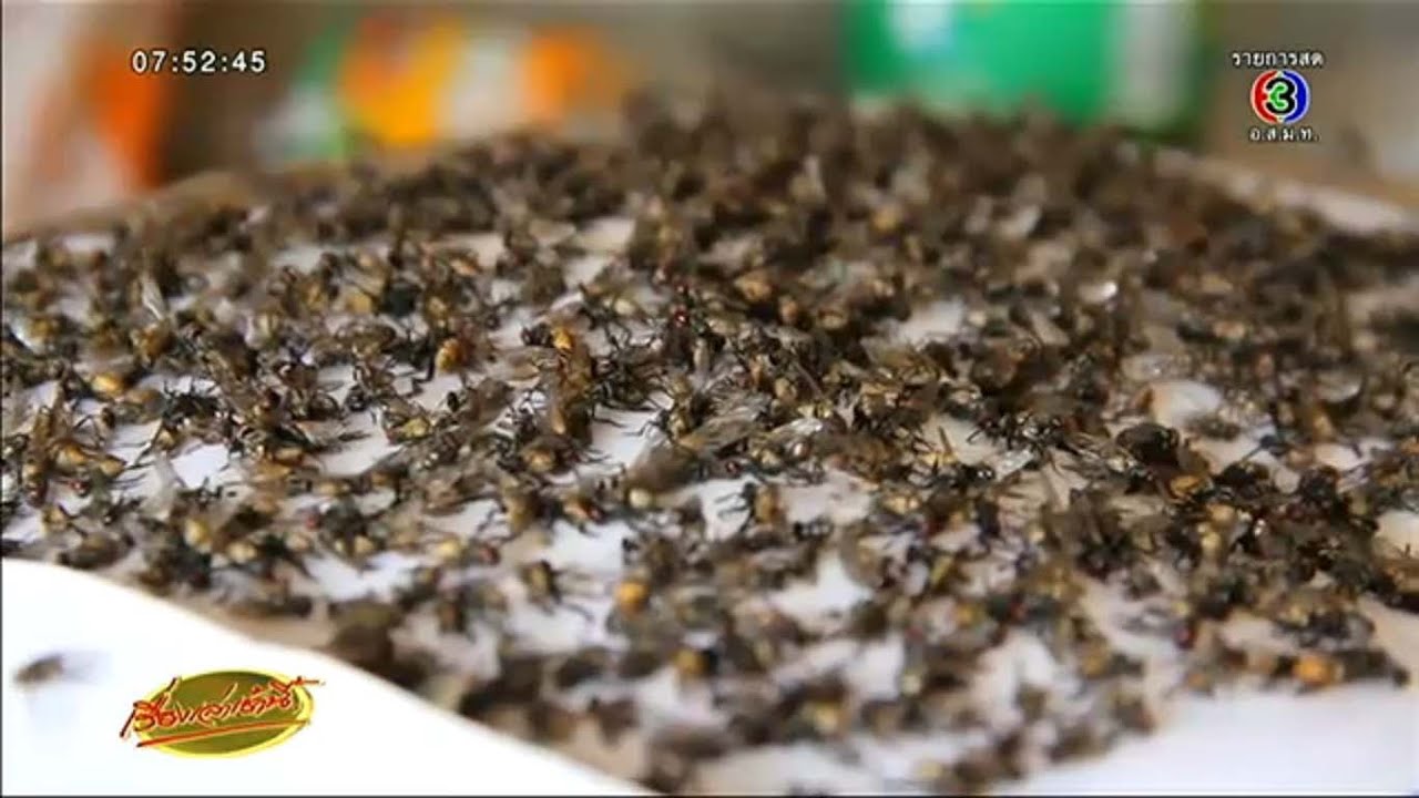 เรื่องเล่าเช้านี้ ชาวขอนแก่นโอด กองทัพแมลงวันบุกอาละวาด  หวั่นเป็นพาหะโรคร้าย - Youtube