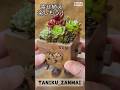 【1分寄せ植え】レディジアがカワイイから寄せてみた