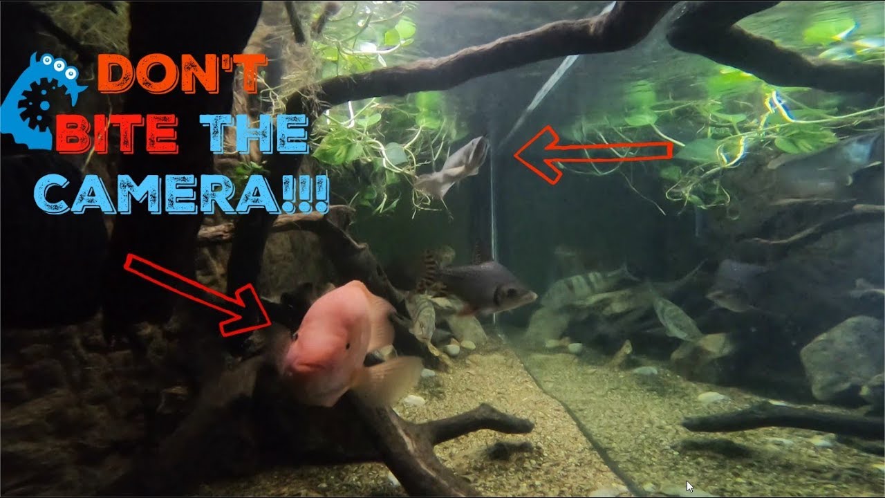 koi pond the office Arowana, Peacock Bass, Red Devil & Much More From A Gopro's View