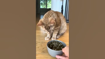 Making Catnip Tea! #cat #cute #pets