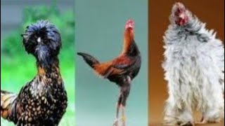 أغرب انواع الدجاج اللي عمرك ما شفتها??