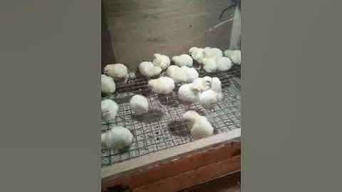 Видео от пользователя   hmi-kascada и FLProg