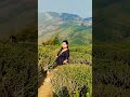 #naturalbeauty #darjeeling_tour #teagarden #views_viral #youbtubeshort #hinditreandingsong
