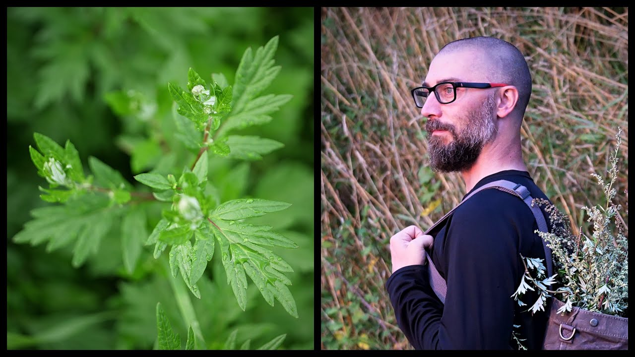 Я использовал полынь более 10 лет ~ Честный отзыв