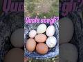 #uova a volontà #eggs #garden #countryside #chicken #growyourfood #nature