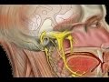 Neuralgia do trigmeo  dores na face tratamentos para nevralgia do nervo trigmeo