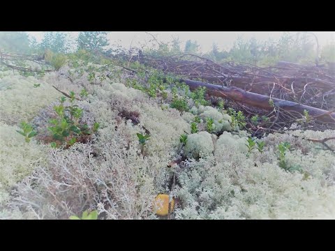 #Грибы. #Архангельская область.