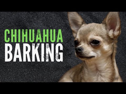 Chihuahua Barking Sound Effects 60 Minutes