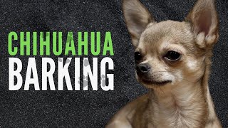 Chihuahua Barking Sound Effects | 60 Minutes