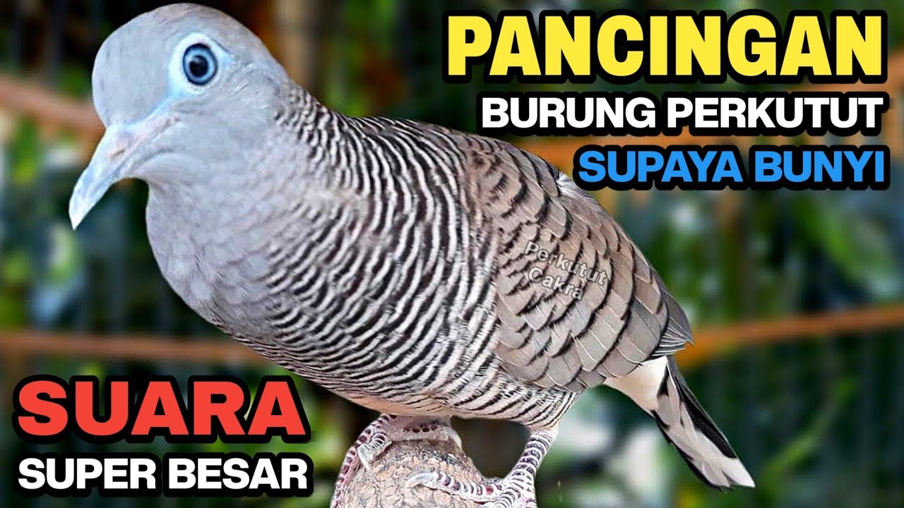 Perkutut Lokal Gacor SUARA BESAR - Pancingan Untuk Yang Malas Bunyi Langsung Nyaut 