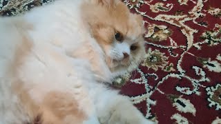 Mimi lifestyle lovely cat top video by Cat life 394 views 2 weeks ago 1 minute, 28 seconds