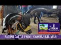 Pathan cattle farm 2024 collection  kankrej bull ka laga mela  cow bull cowlover cow.s